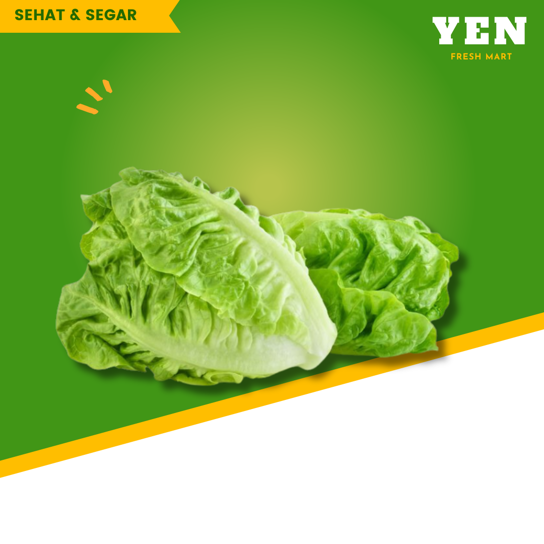 Luttuce Hijo (selada kriting)