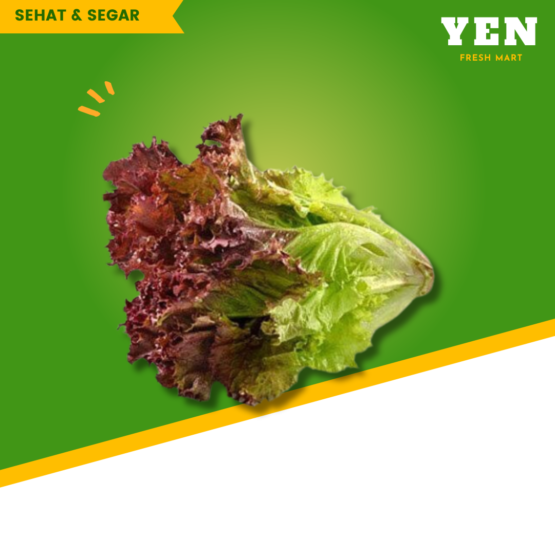 Luttuce Merah (selada )